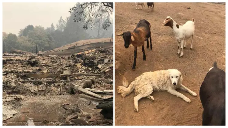 After being forced to leave his dog and goats behind during a wildfire, a farmer returned to find a miracle had occurred