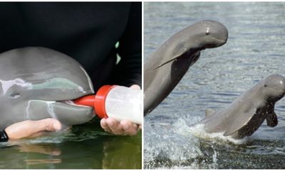 Ailing Irrawaddy Dolphin Recovers Gradually with Nourishing Tube-Feeding and Assistance from Many Individuals