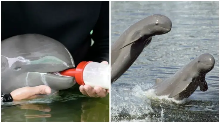 Ailing Irrawaddy Dolphin Recovers Gradually with Nourishing Tube-Feeding and Assistance from Many Individuals
