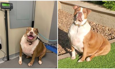 Amazing Transformation of a Shelter Dog Weighing 120 Pounds