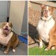 Amazing Transformation of a Shelter Dog Weighing 120 Pounds