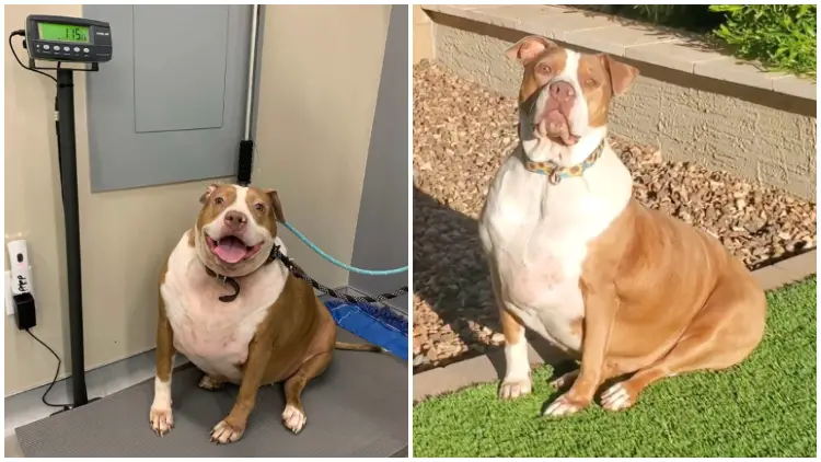 Amazing Transformation of a Shelter Dog Weighing 120 Pounds