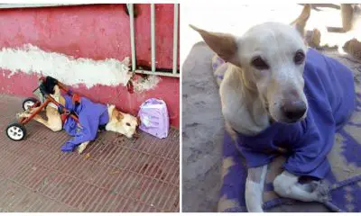 An Abandoned Paralyzed Dog Found on the Street with a Bag of Diapers and a Note