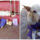 An Abandoned Paralyzed Dog Found on the Street with a Bag of Diapers and a Note