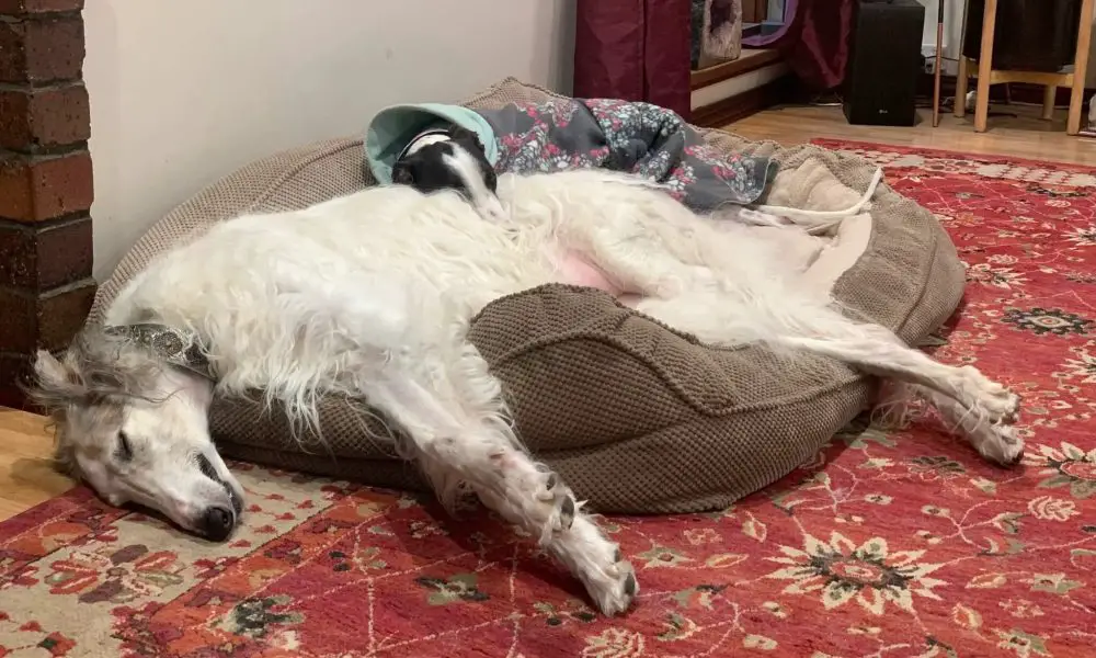 As Soon As a Pet Owner Discovered Unfamiliar Animals Nesting in Her Dog's Bed, She Took Immediate Action