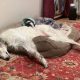 As Soon As a Pet Owner Discovered Unfamiliar Animals Nesting in Her Dog's Bed, She Took Immediate Action