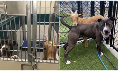 At Shelter, Goat Makes Friend with Dog and Refuses To Be Apart From Him