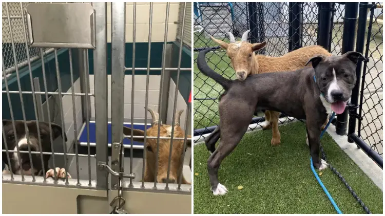 At Shelter, Goat Makes Friend with Dog and Refuses To Be Apart From Him