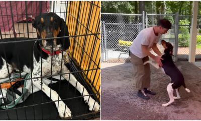 At The Shelter, The Loudest Puppy Suddenly Becomes Silent When Meeting Its Beloved Owner Again