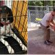 At The Shelter, The Loudest Puppy Suddenly Becomes Silent When Meeting Its Beloved Owner Again