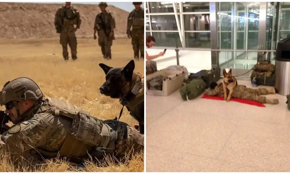 At the Airport, a Loyal Military Dog Watches over a Sleeping Soldier to Ensure His Safety