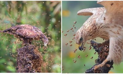 Audacious Bird Often Ventures into Places That No Other Animal Dares to Explore