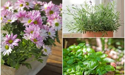 Best Flowers and Herbs That Can Repel Spiders