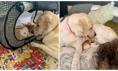 Big Dog Adopts and Raises Orphaned Kittens as Her Own