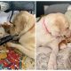 Big Dog Adopts and Raises Orphaned Kittens as Her Own