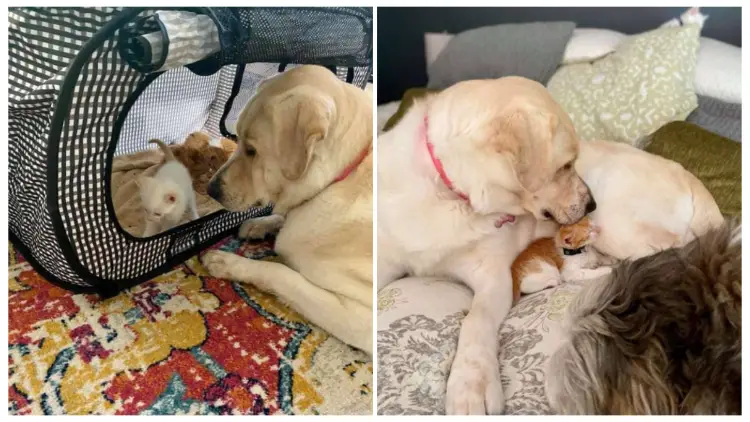 Big Dog Adopts and Raises Orphaned Kittens as Her Own