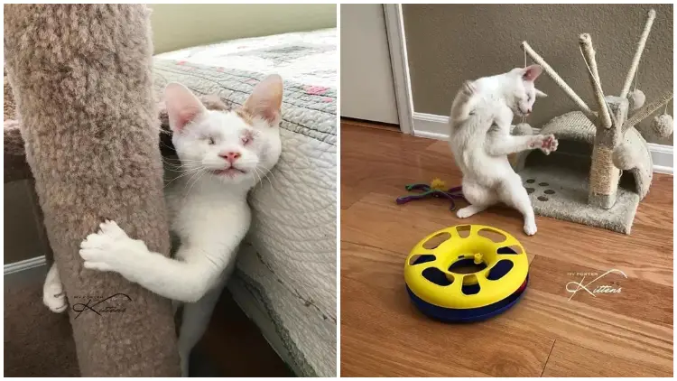 Blind Cat Rescued From Tree, Now Finds Forever Home and Lives a Happy Life