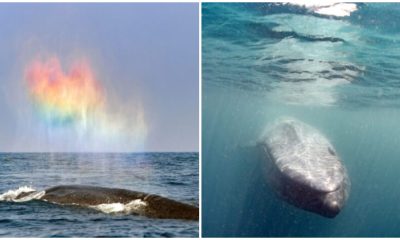 Blue Whale Blown Stunning Rainbow Heart, Making The Magical Moment