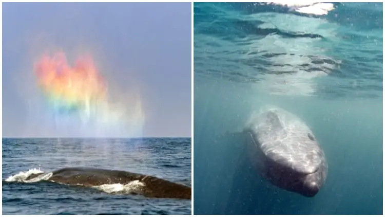 Blue Whale Blown Stunning Rainbow Heart, Making The Magical Moment