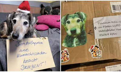 Box with Heartfelt Note Brings Tears to Everyone at Animal Shelter