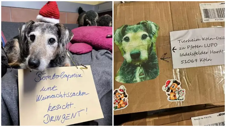 Box with Heartfelt Note Brings Tears to Everyone at Animal Shelter