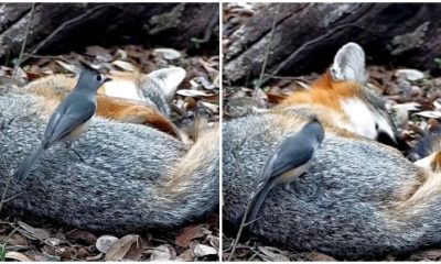 Brave Little Bird Caught in an Amazing Moment Stealing Fur from a Sleeping Fox