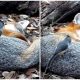 Brave Little Bird Caught in an Amazing Moment Stealing Fur from a Sleeping Fox