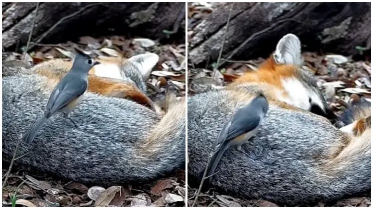 Brave Little Bird Caught in an Amazing Moment Stealing Fur from a Sleeping Fox