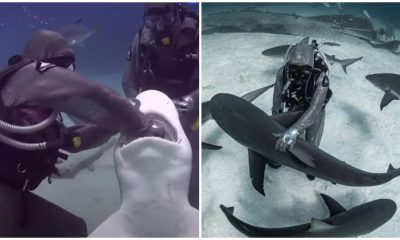 Brave Woman Rescues Shark by Plunging Arm into its Mouth, Then Surprised by the Arrival of More Sharks