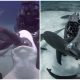 Brave Woman Rescues Shark by Plunging Arm into its Mouth, Then Surprised by the Arrival of More Sharks