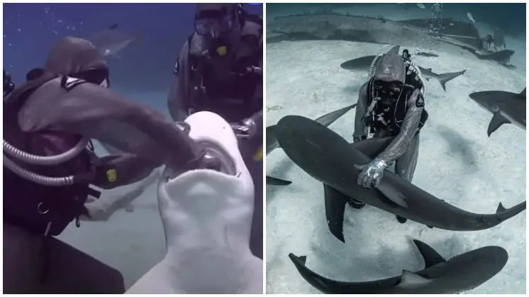 Brave Woman Rescues Shark by Plunging Arm into its Mouth, Then Surprised by the Arrival of More Sharks