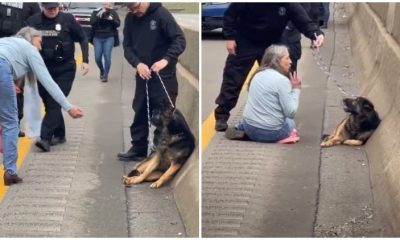 Brave Woman Stops Highway Traffic to Rescue Injured Puppy After it was Hit by a Vehicle