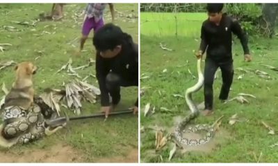 Brave boys fought off a big snake with sticks and leaves after it wrapped itself around a pet dog and suffocated him