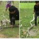 Brave boys fought off a big snake with sticks and leaves after it wrapped itself around a pet dog and suffocated him