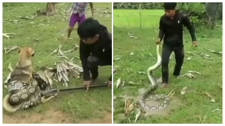 Brave boys fought off a big snake with sticks and leaves after it wrapped itself around a pet dog and suffocated him