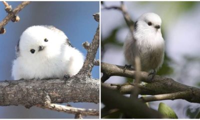 Bring Joy to Your Day with These Cute and Fluffy Cotton Ball-Like Birds