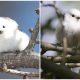 Bring Joy to Your Day with These Cute and Fluffy Cotton Ball-Like Birds