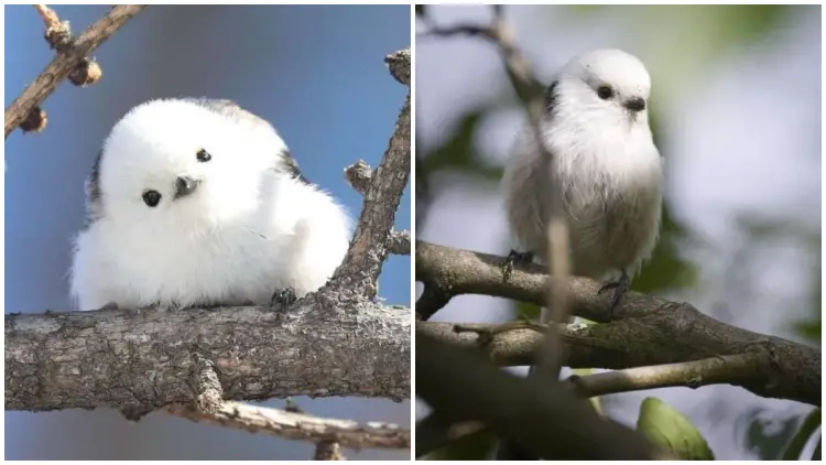 Bring Joy to Your Day with These Cute and Fluffy Cotton Ball-Like Birds
