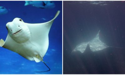 Camera Captured Stunning, Rare, and Magnificent Albino Manta-Ray, Presenting a Mesmerizing Sight