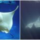 Camera Captured Stunning, Rare, and Magnificent Albino Manta-Ray, Presenting a Mesmerizing Sight