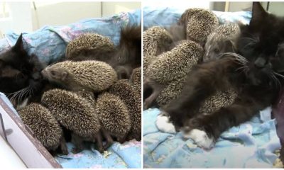 Cat Mom Provides Nurturing Care to 8 Orphaned Baby Hedgehogs as Her Own