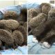 Cat Mom Provides Nurturing Care to 8 Orphaned Baby Hedgehogs as Her Own