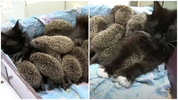Cat Mom Provides Nurturing Care to 8 Orphaned Baby Hedgehogs as Her Own