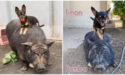 Chihuahua and Pig, Best Friends, Were Rescued Together in Arizona