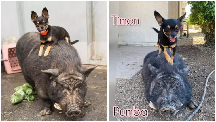 Chihuahua and Pig, Best Friends, Were Rescued Together in Arizona