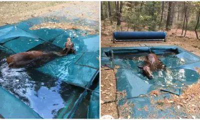 Clever Horse Takes Refuge In A Pool To Survive California Wildfires