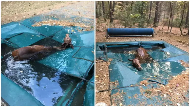 Clever Horse Takes Refuge In A Pool To Survive California Wildfires