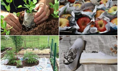 Clever Old Newspaper Tips for Home and Garden