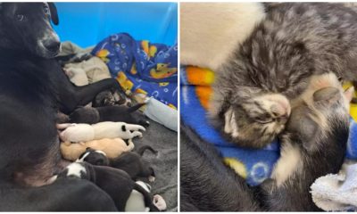 Compassionate Dog Mom Takes in Abandoned Kitten at Shelter After Desperate Request to Meet the Feline