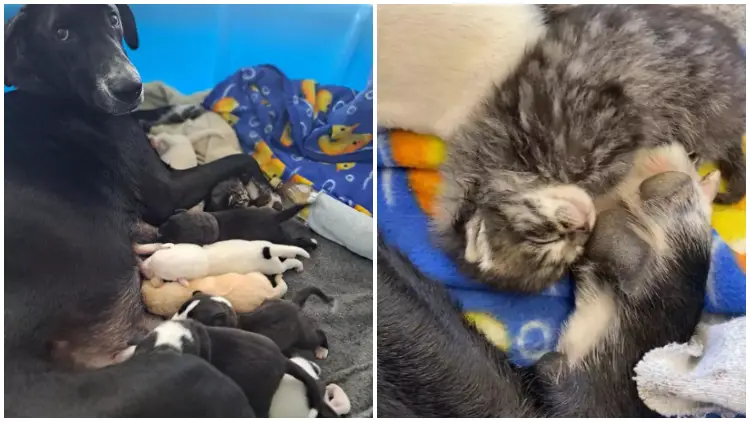 Compassionate Dog Mom Takes in Abandoned Kitten at Shelter After Desperate Request to Meet the Feline